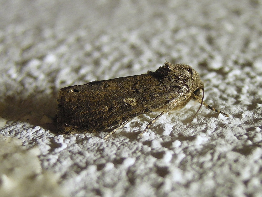 Spodoptera cilium (Noctuidae)